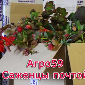 Арго Интернет Магазин Саженцы